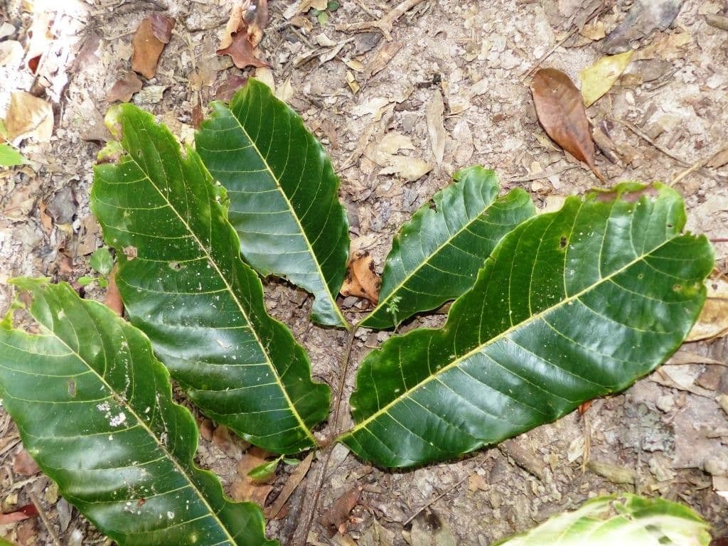 Cupaniopsis 12