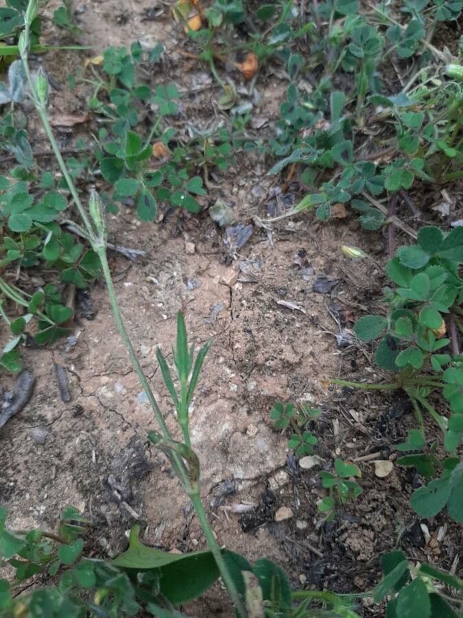 Mediterranean catchfly 18