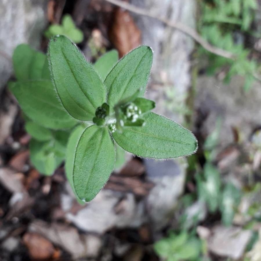 Galium 2