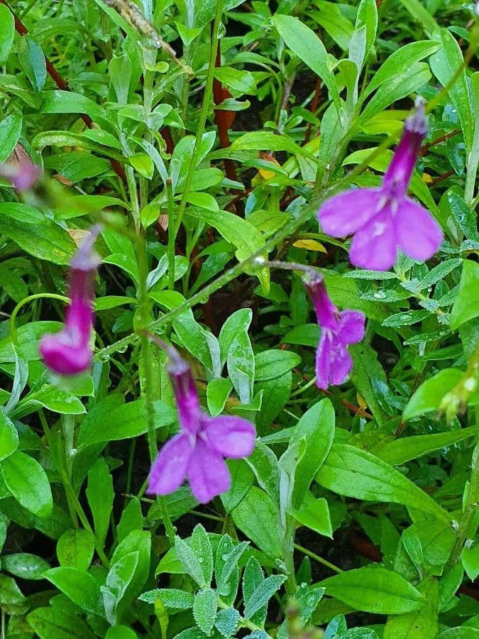 Lobelia 8