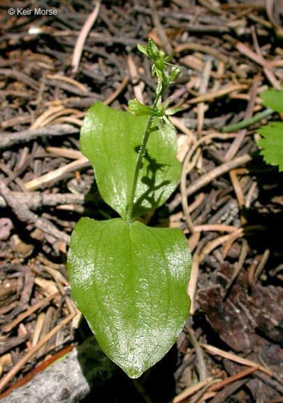 Neottia