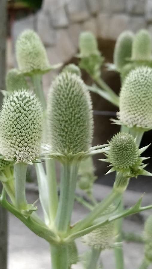 Panicaut 9
