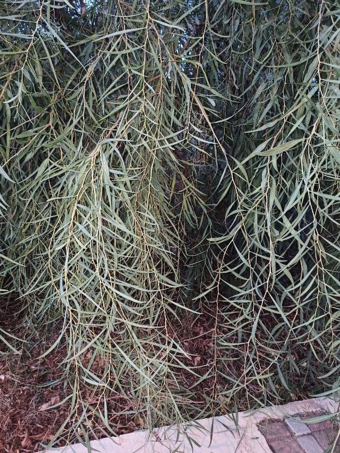 Acacia pendula 6
