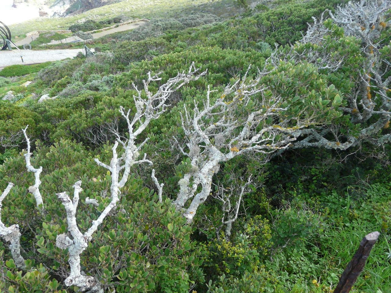 Euclea racemosa