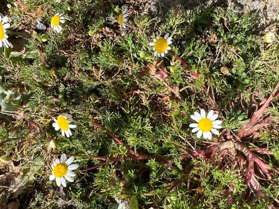 Camomilla romana 12