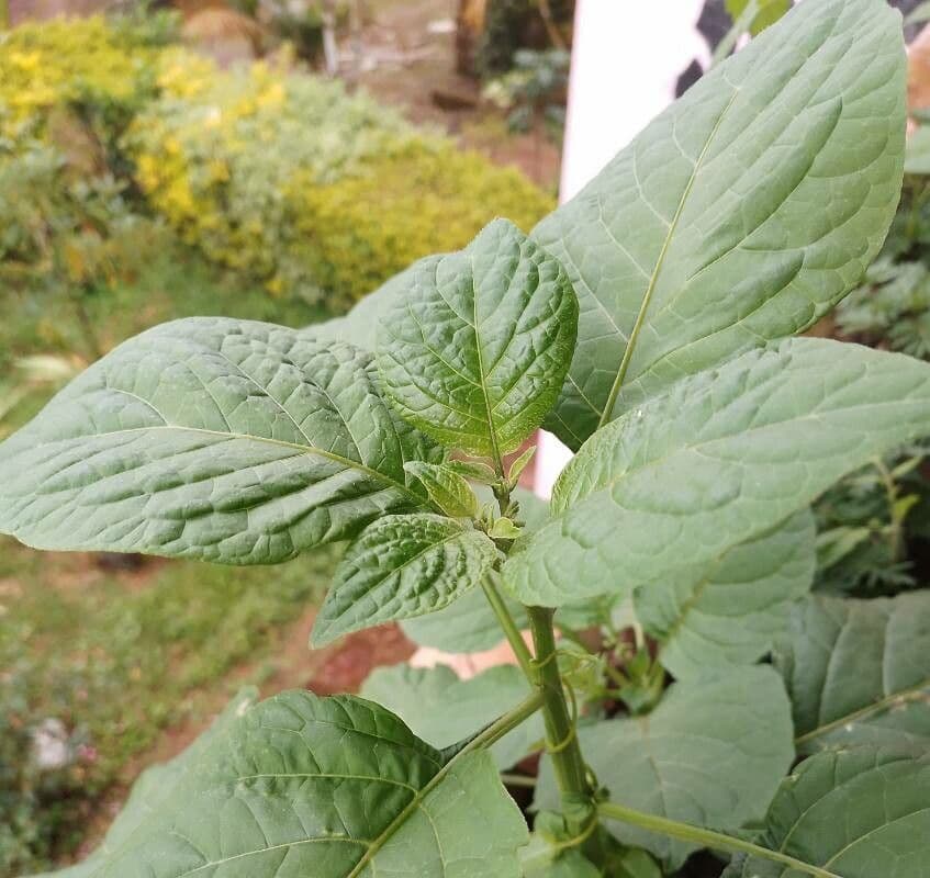 Solano 12