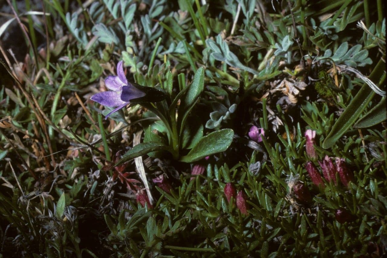 Campanula