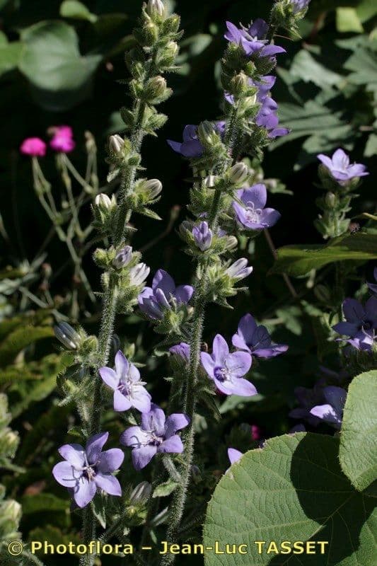 Campanula 5