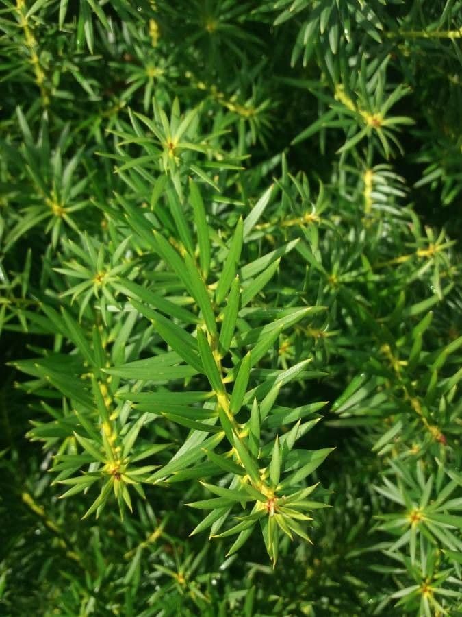 Podocarpus 7