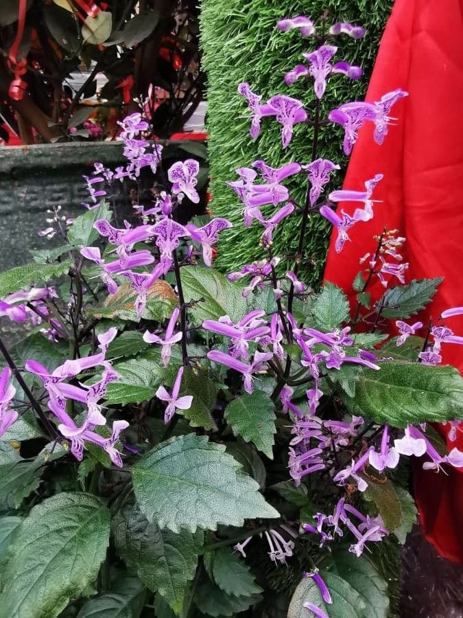Plectranthus 22