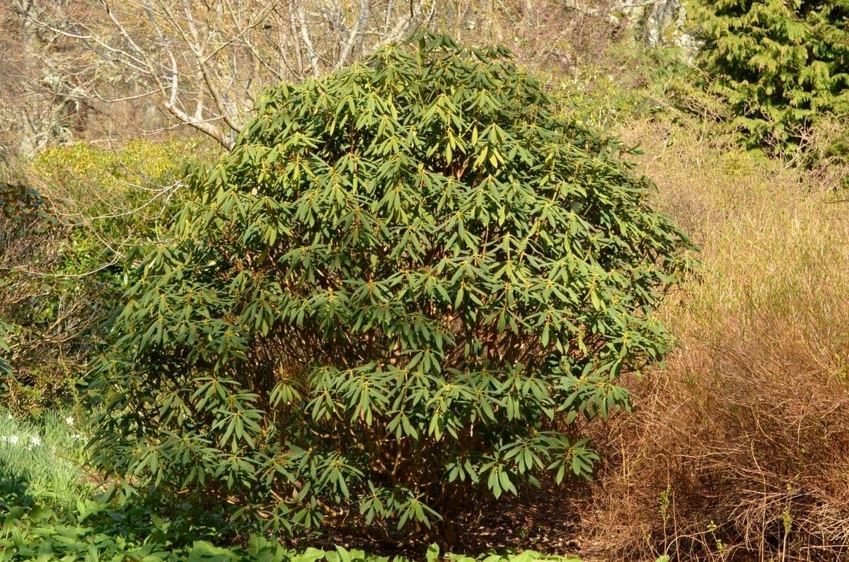 Rododendro 8