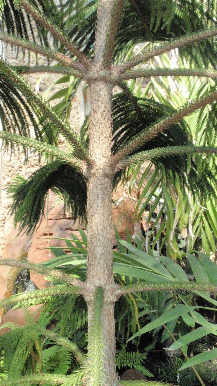 Schmalblättrige Araukarie 14