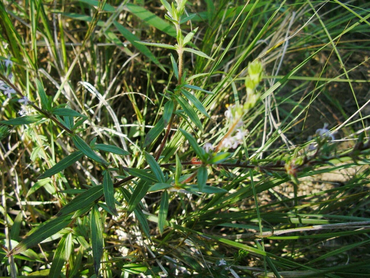 Otiophora 3