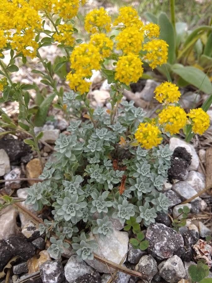 Alyssum serpyllifolium 15
