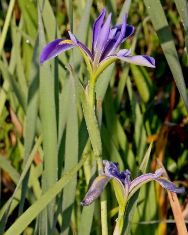 Iris hexagone 4