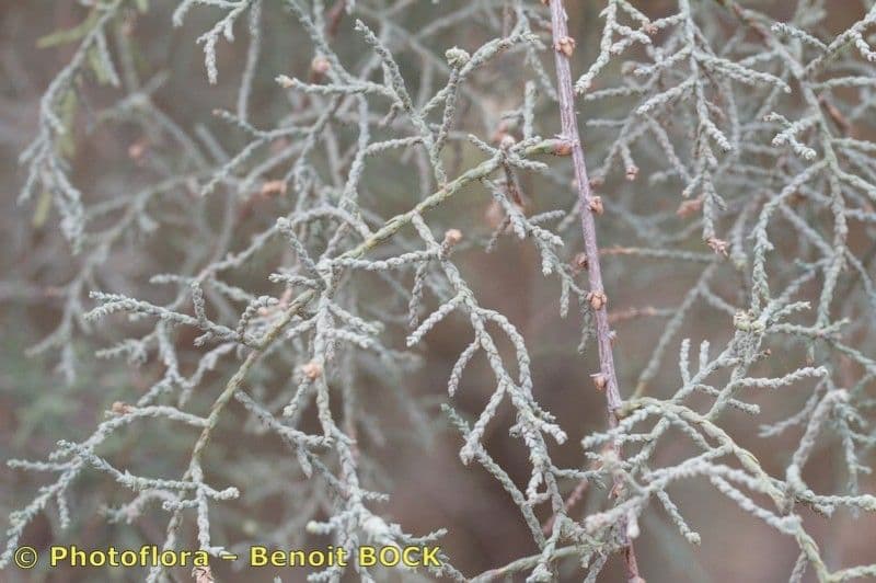 Kanaren-Tamarisk 27