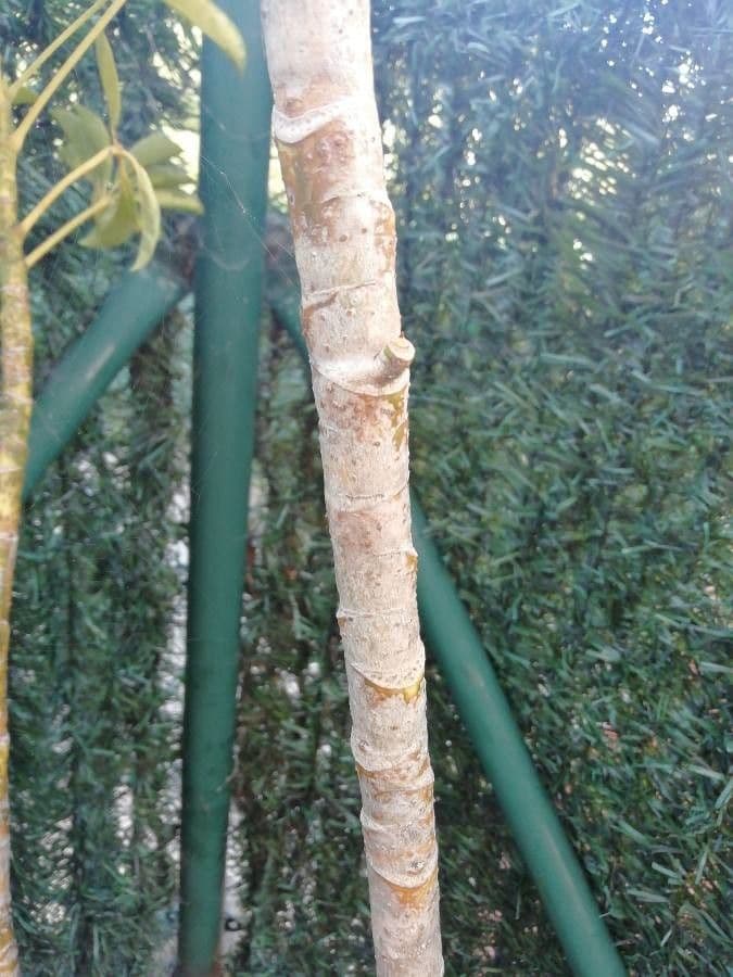 Schefflera arbicole 24