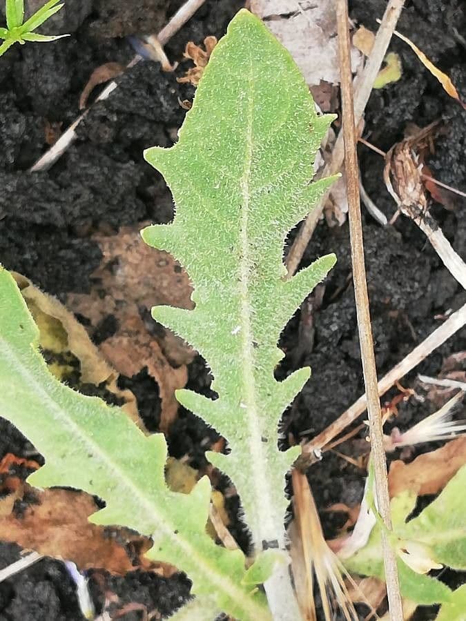 Tolpis barbata 18