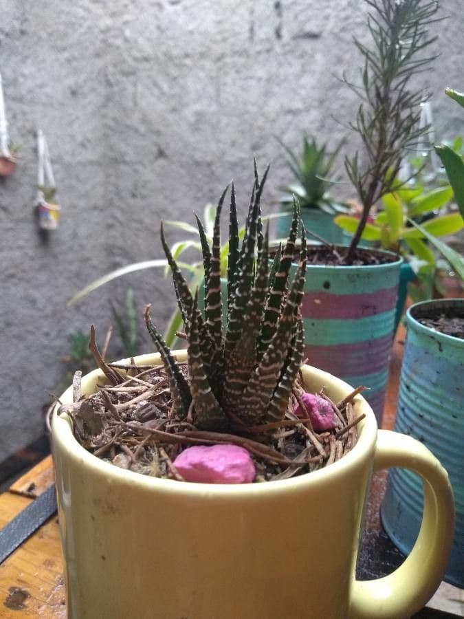 Pianta zebra 20
