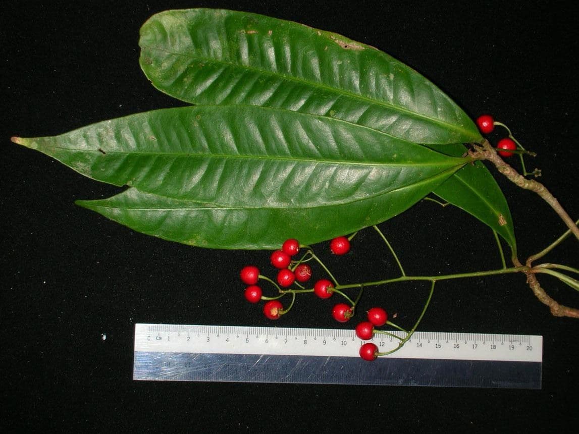 Hymenandra 12