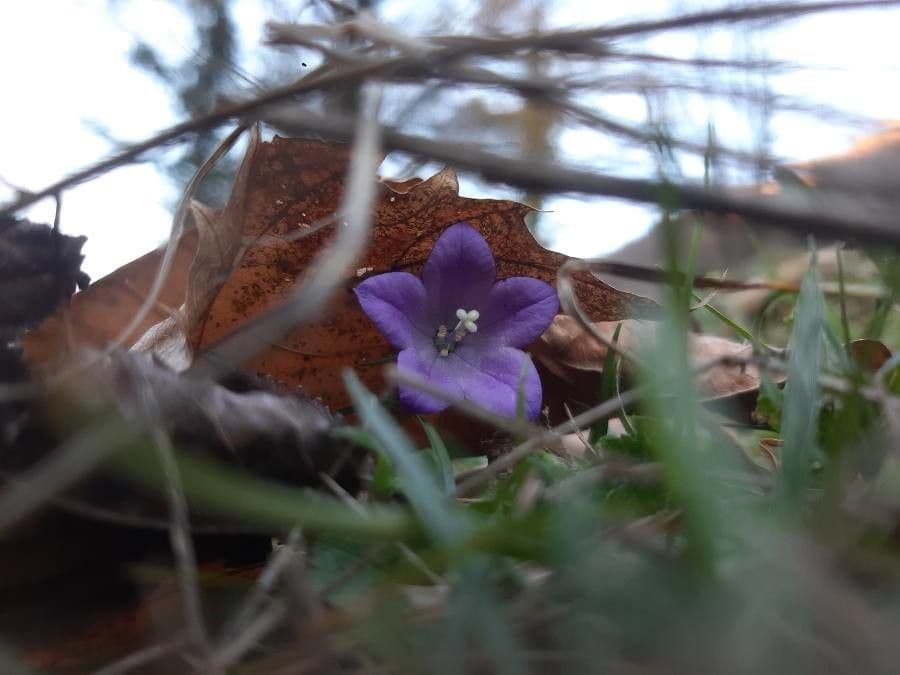 Genzianella pelosa 2