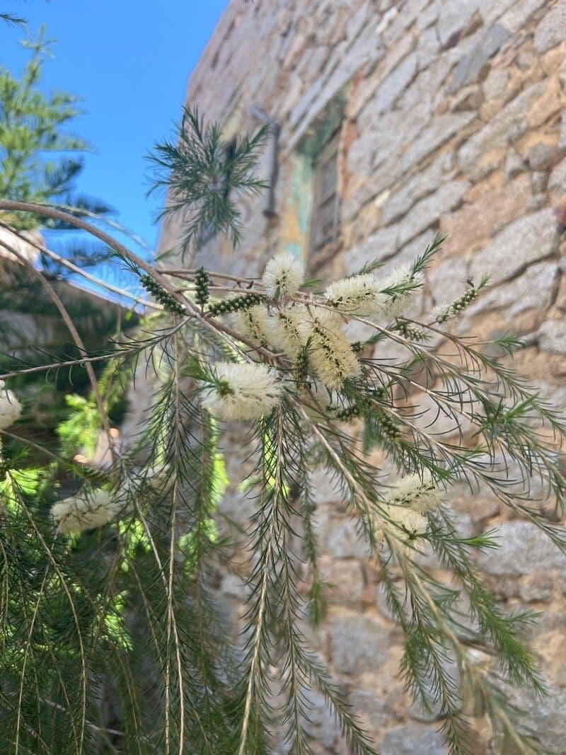 Melaleuca armillaris 7