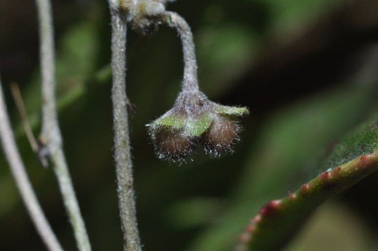 Dichondra a fiore piccolo 3