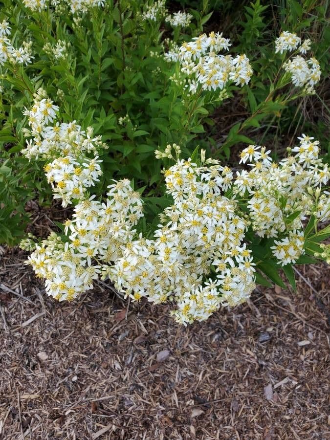 Doellingeria umbellata 8