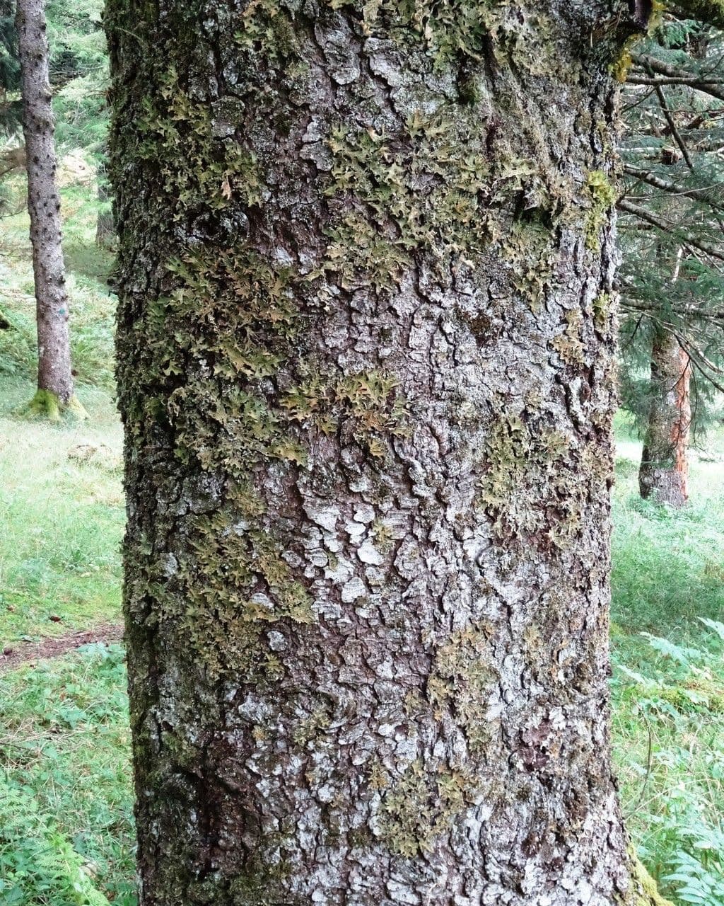Abete brachytyla 18