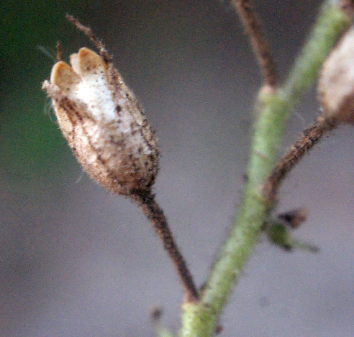 Plumbago zeylanica 5