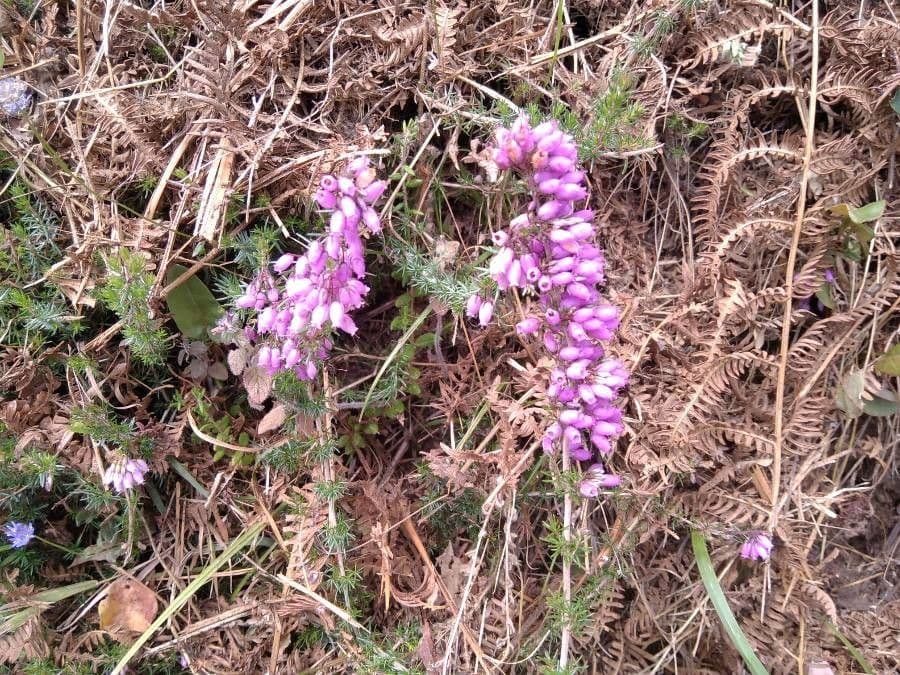 Graue Heide 30
