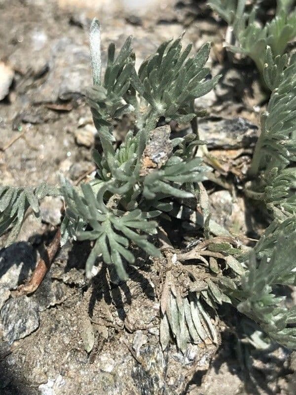 Artemisia glaciale 12