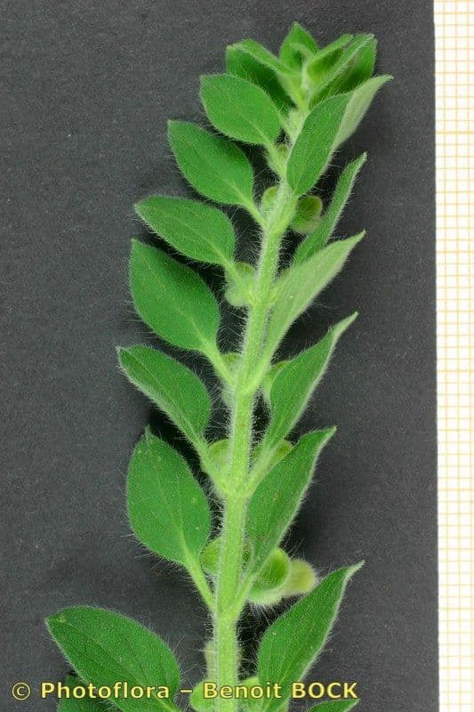 Scutellaria 18