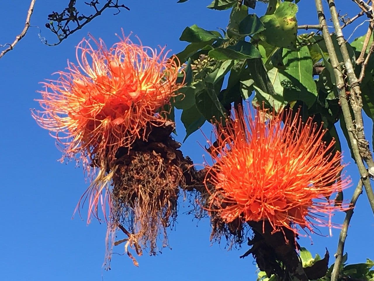 Brownea 3