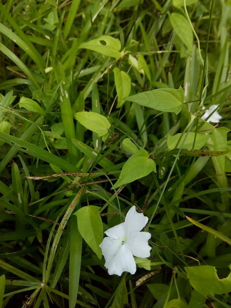 Thunbergia 10