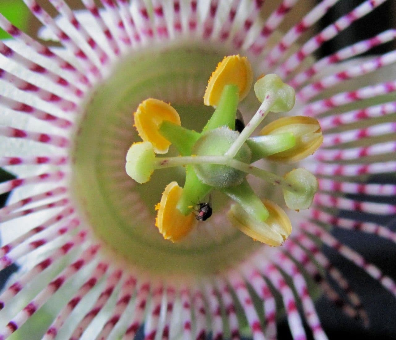 Passiflora 22