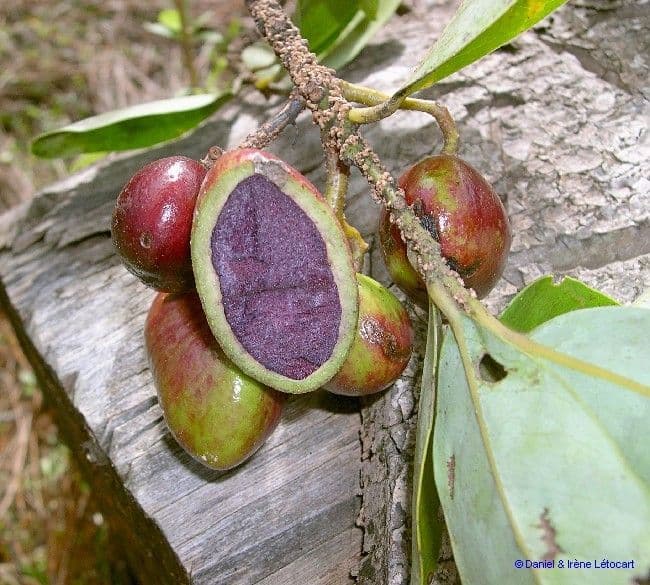 Cryptocarya 2