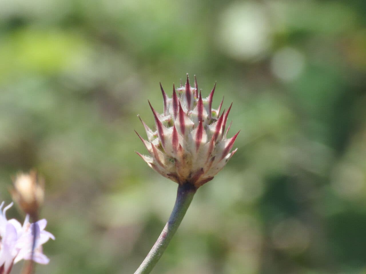 Cephalaria transilvana 5