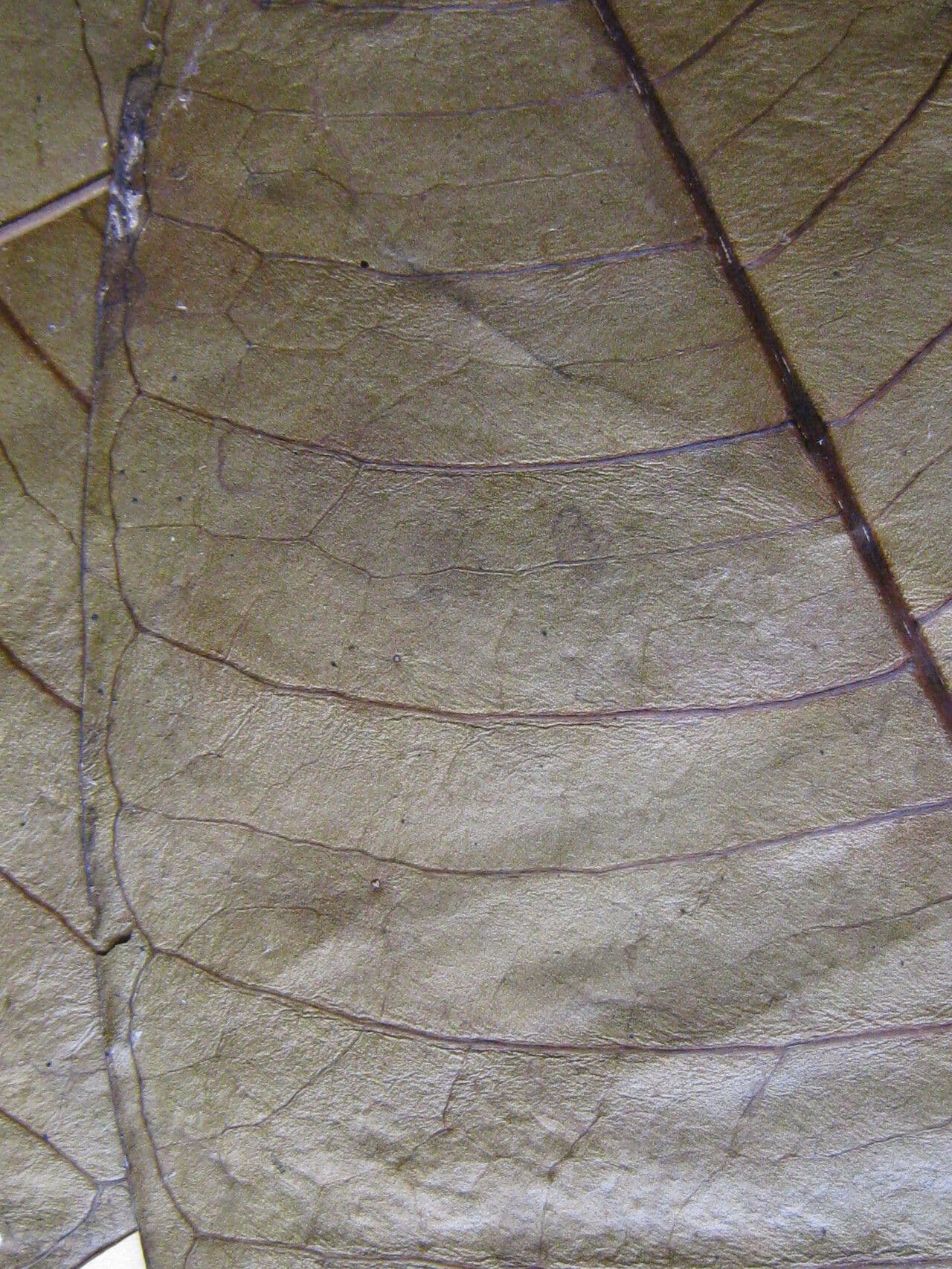 Rauvolfia 4