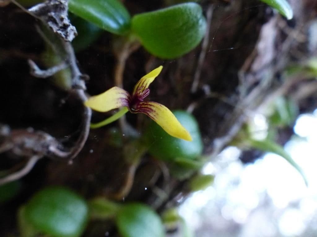 Bulbophyllum