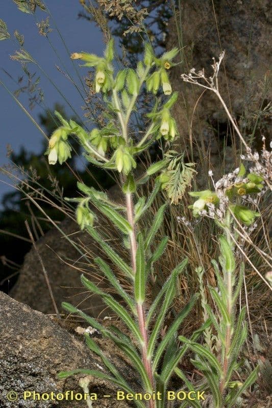 Onosma 9