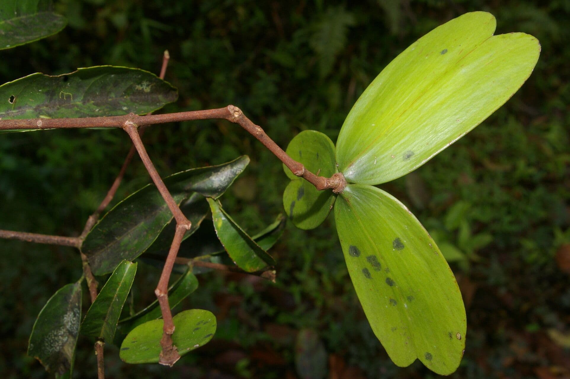 Hippocratea 4