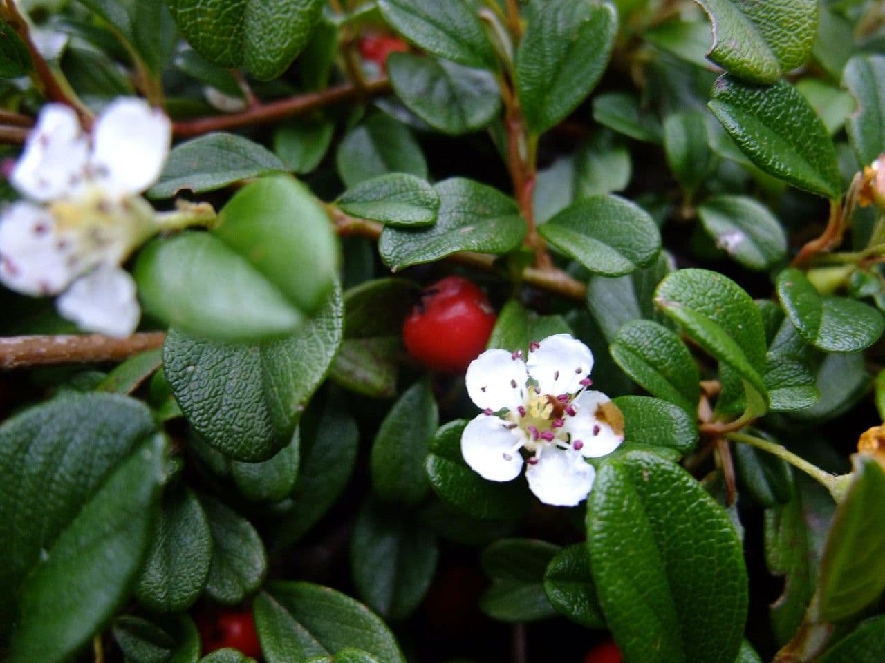 Cotoneaster di Dammer 27