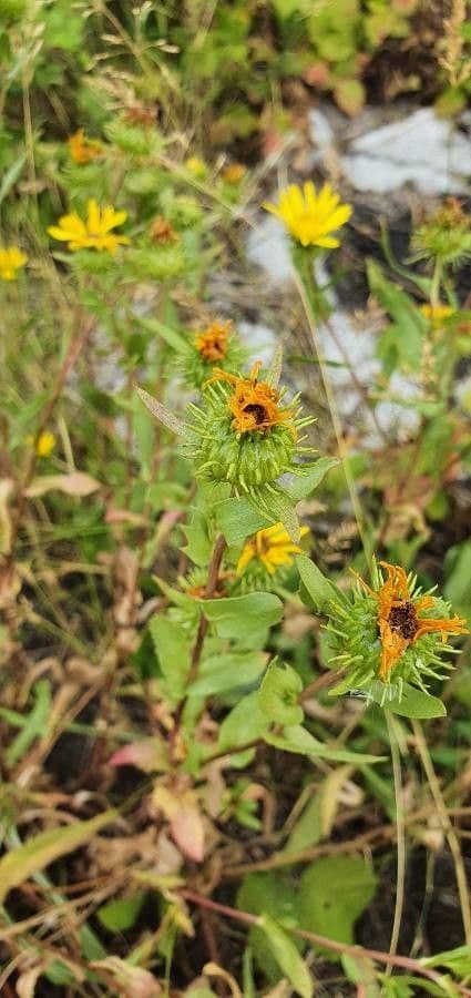Grindelia 2