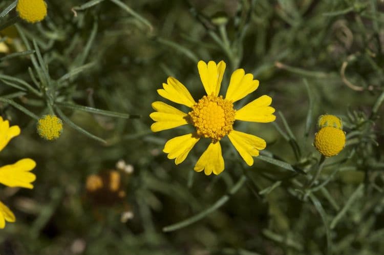 Hymenoxys wonny 2