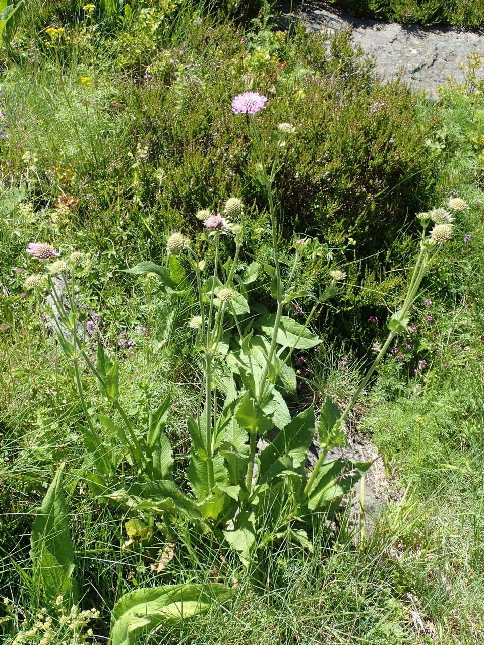 Knautia 7