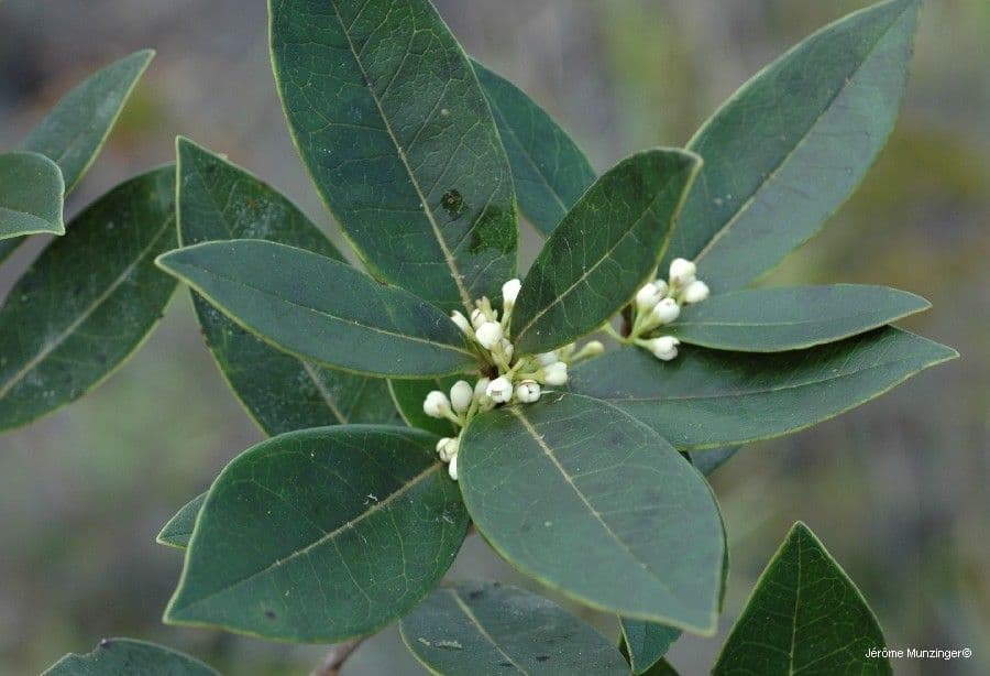 Osmanthus 8