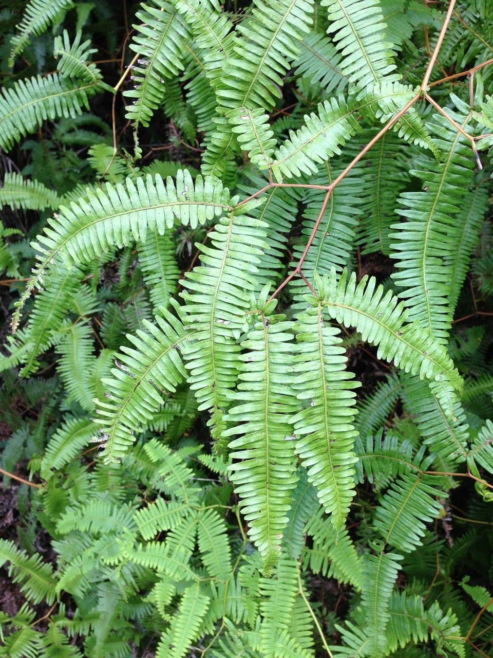 Dicranopteris linearis 5
