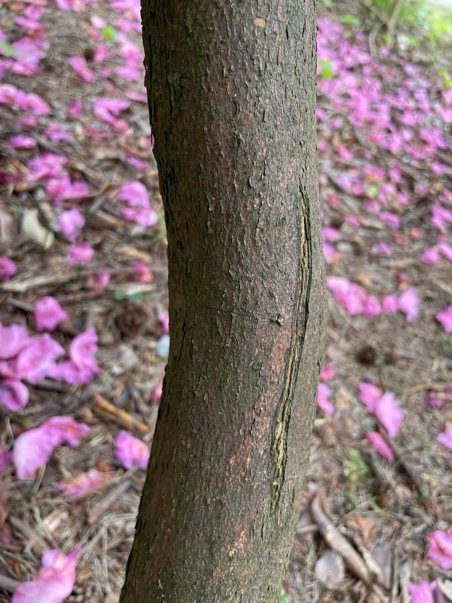 Rododendro 19