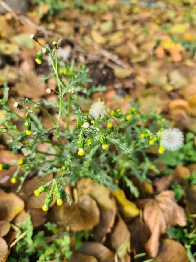 Senecione comune 10